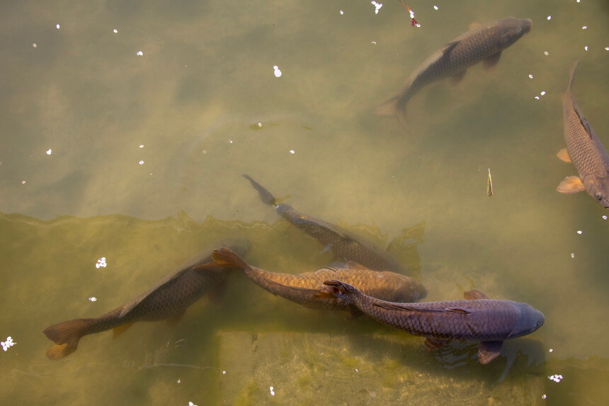 神苑の広大な池を泳ぐ鯉の画像
