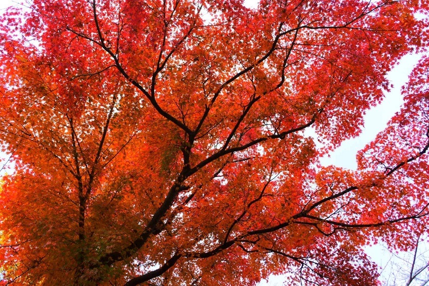 嵐山の渡月橋 秋の紅葉