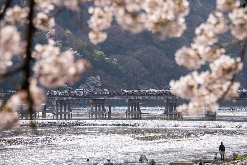 春の桜と渡月橋の画像2